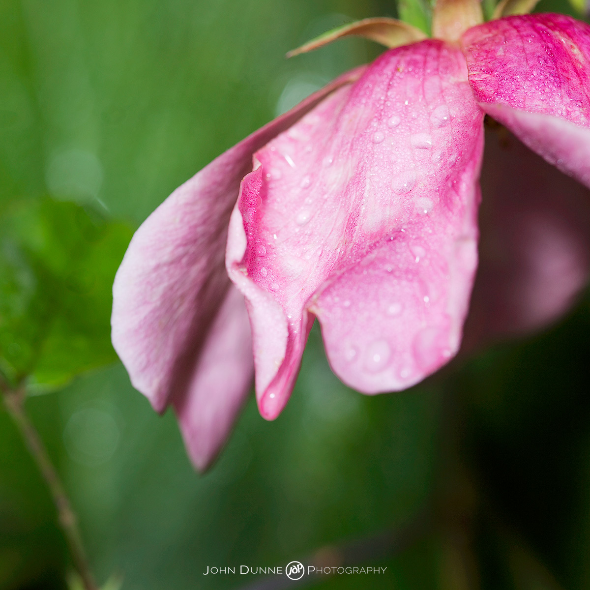 #18-4 Rosa x odorata 'Mutabilis' (syn. R. chinensis 'Mutabilis') by John Dunne.
