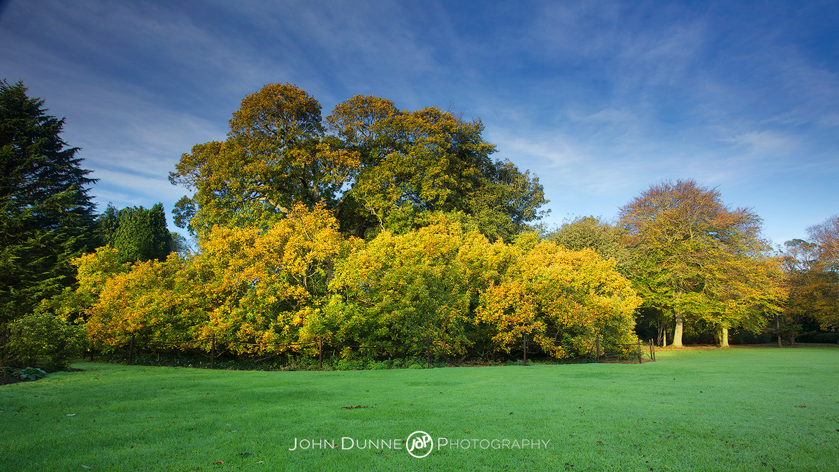 #2-1 Quercus petraea by John Dunne.