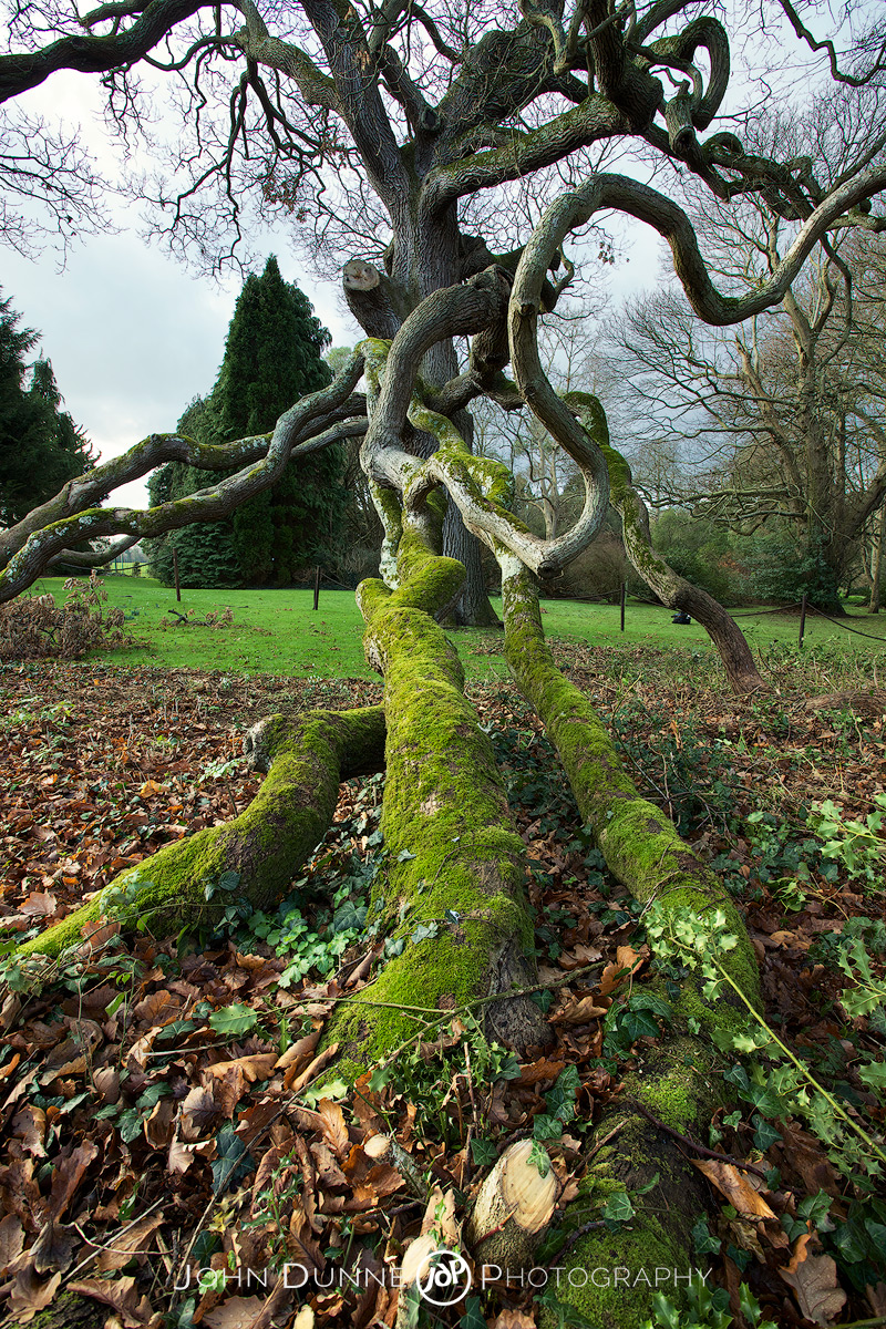 #2-4 Quercus petraea by John Dunne.