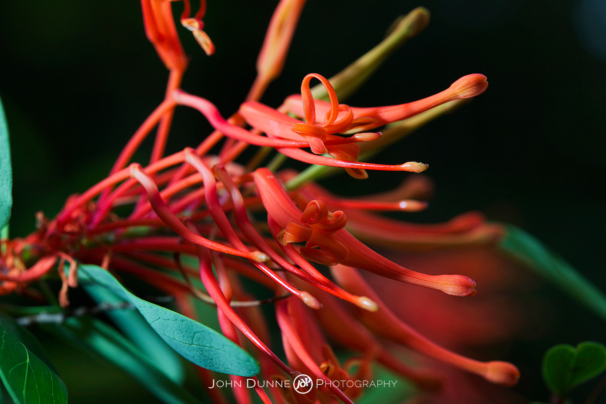 #26-1 Embothrium coccineum by John Dunne.
