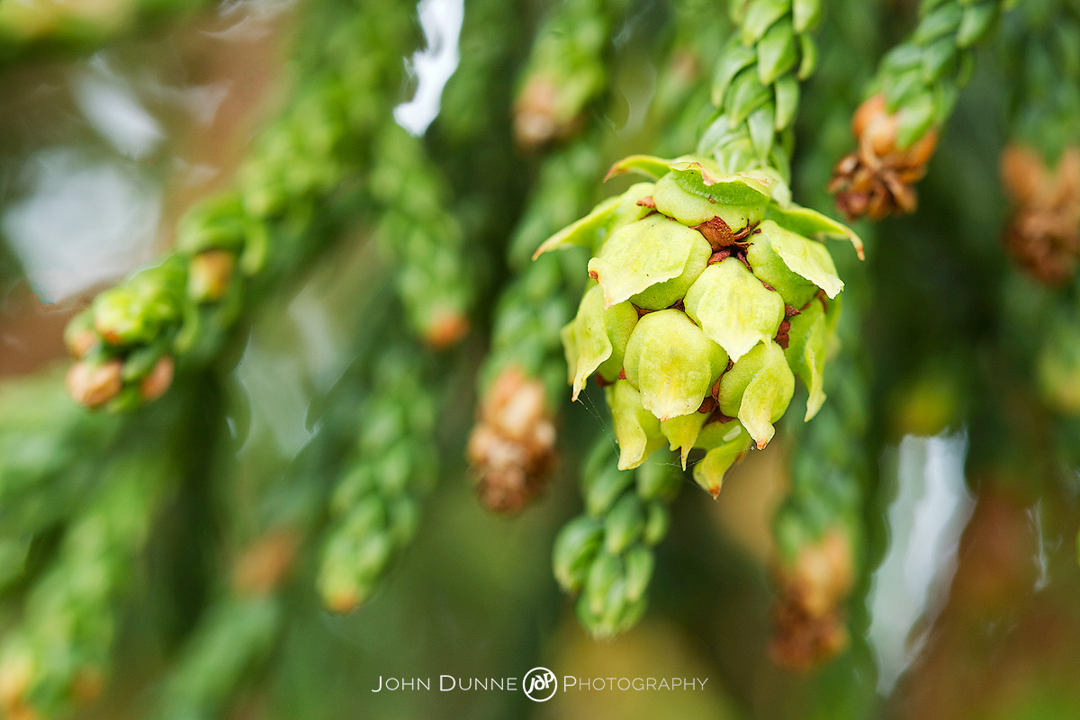 #3-4 Athrotaxis laxifolia by John Dunne.