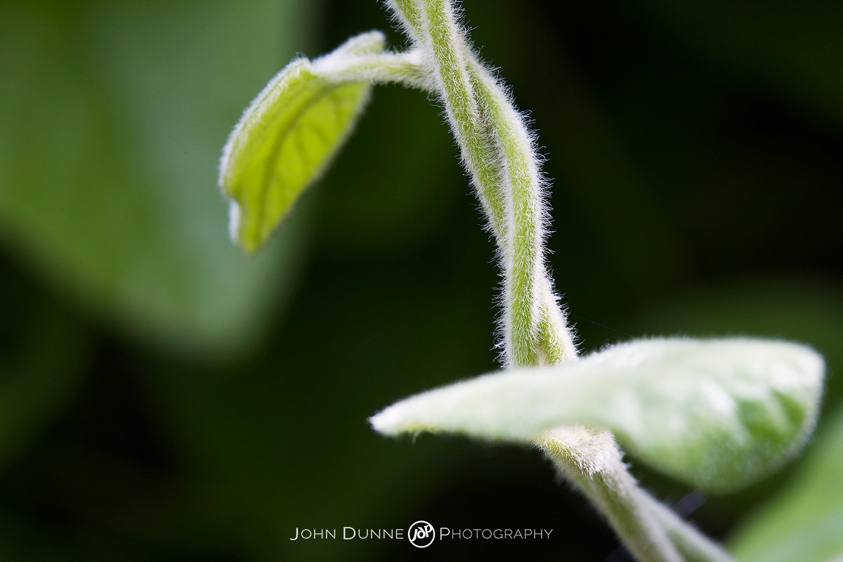 #31-6 Aristolochia Californica by John Dunne.