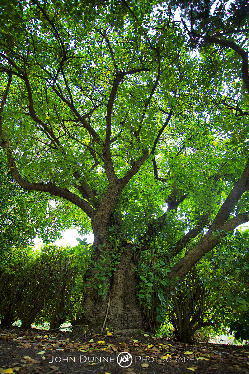 #41-7 Griselinia littoralis by John Dunne.
