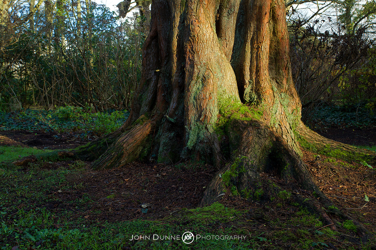 #5-3 Metasequoia glyptostroboides by John Dunne.