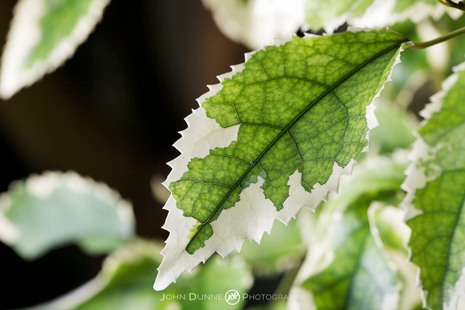 #53-4 Hoheria populnea 'Alba Variegata' by John Dunne.