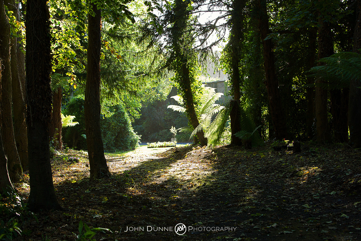 WL - Woodland Walk 3 by John Dunne.