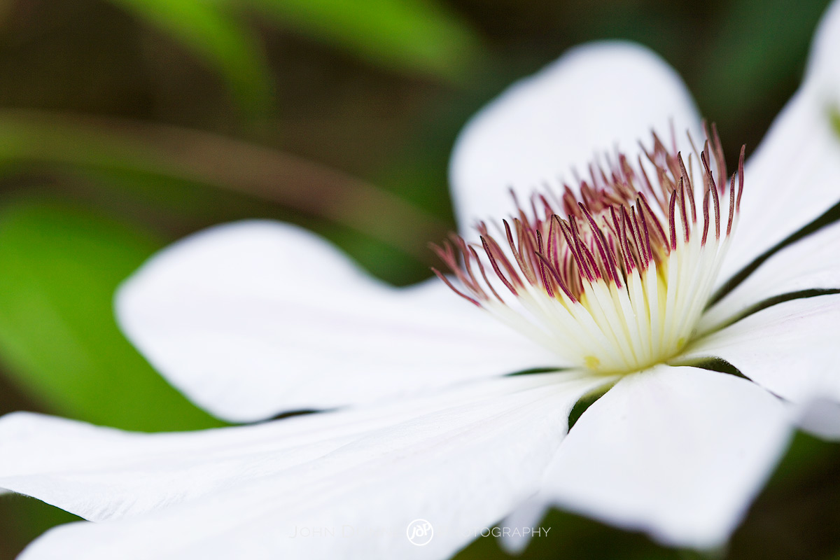 #?b-5 Clematis 'Miss Bateman' by John Dunne.