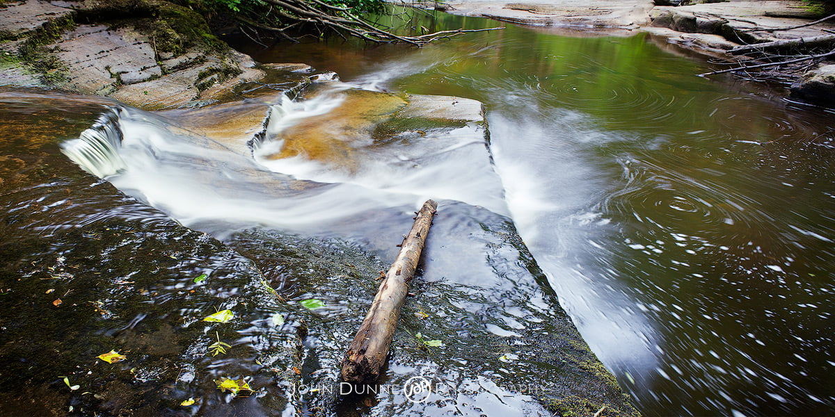Forest Reflections by John Dunne. 