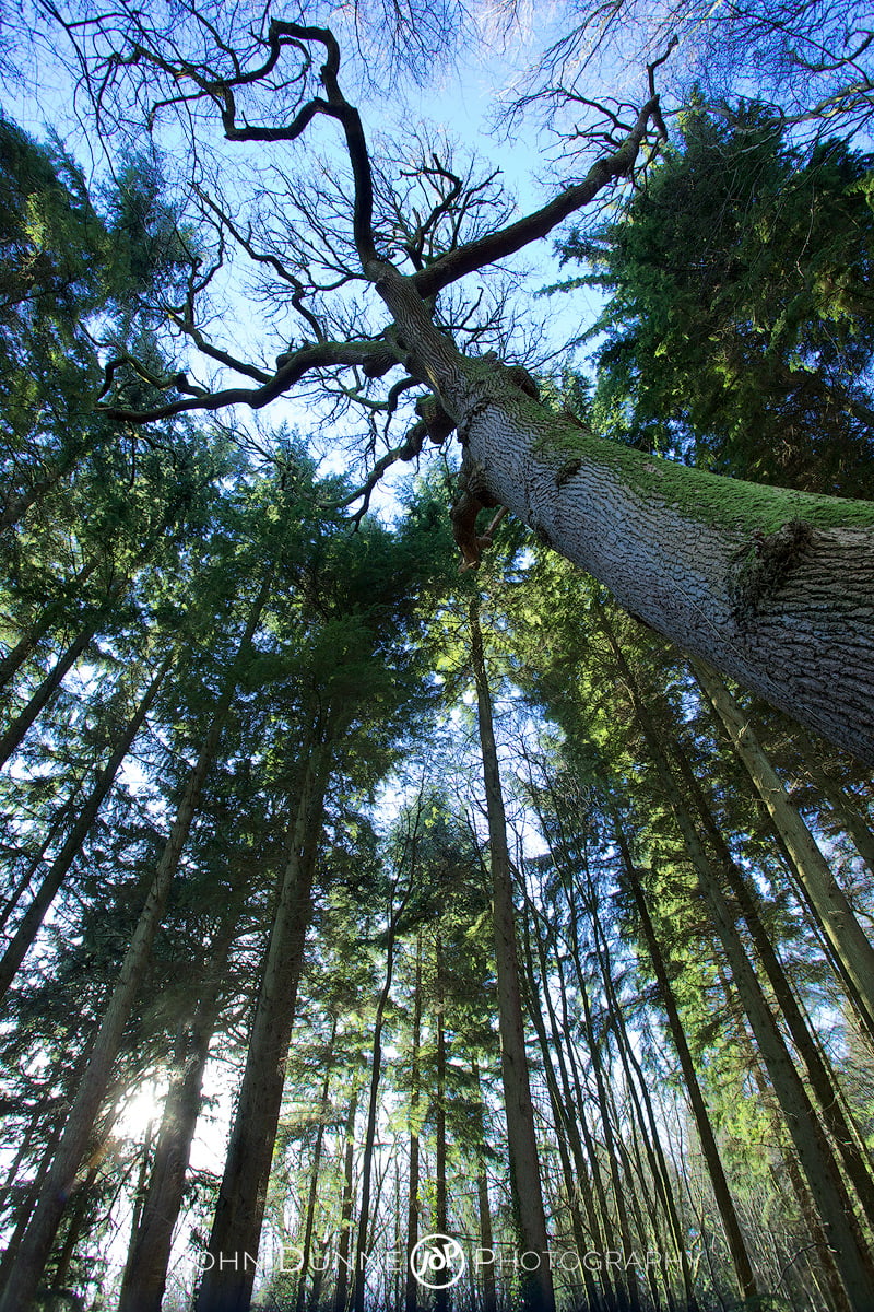 Reaching for the Sky by John Dunne. 