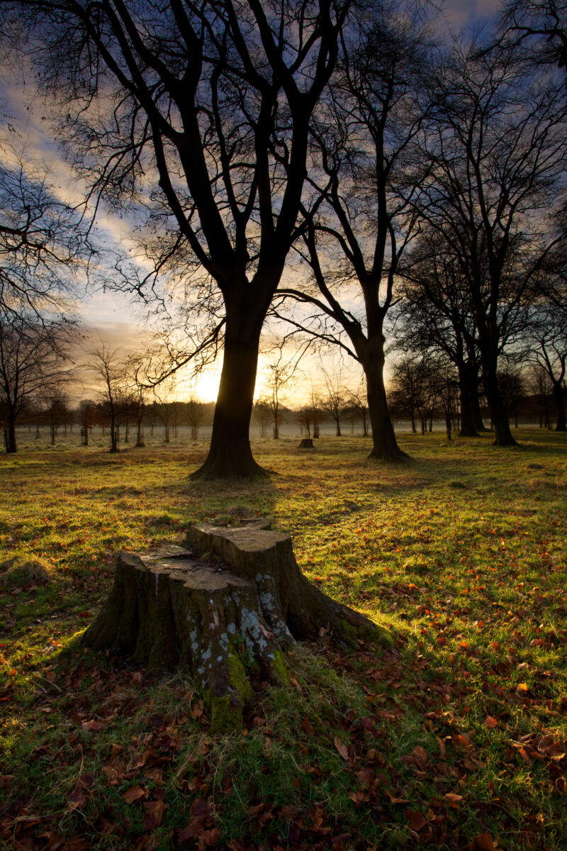 Sunrise in Phoenix Park by John Dunne.