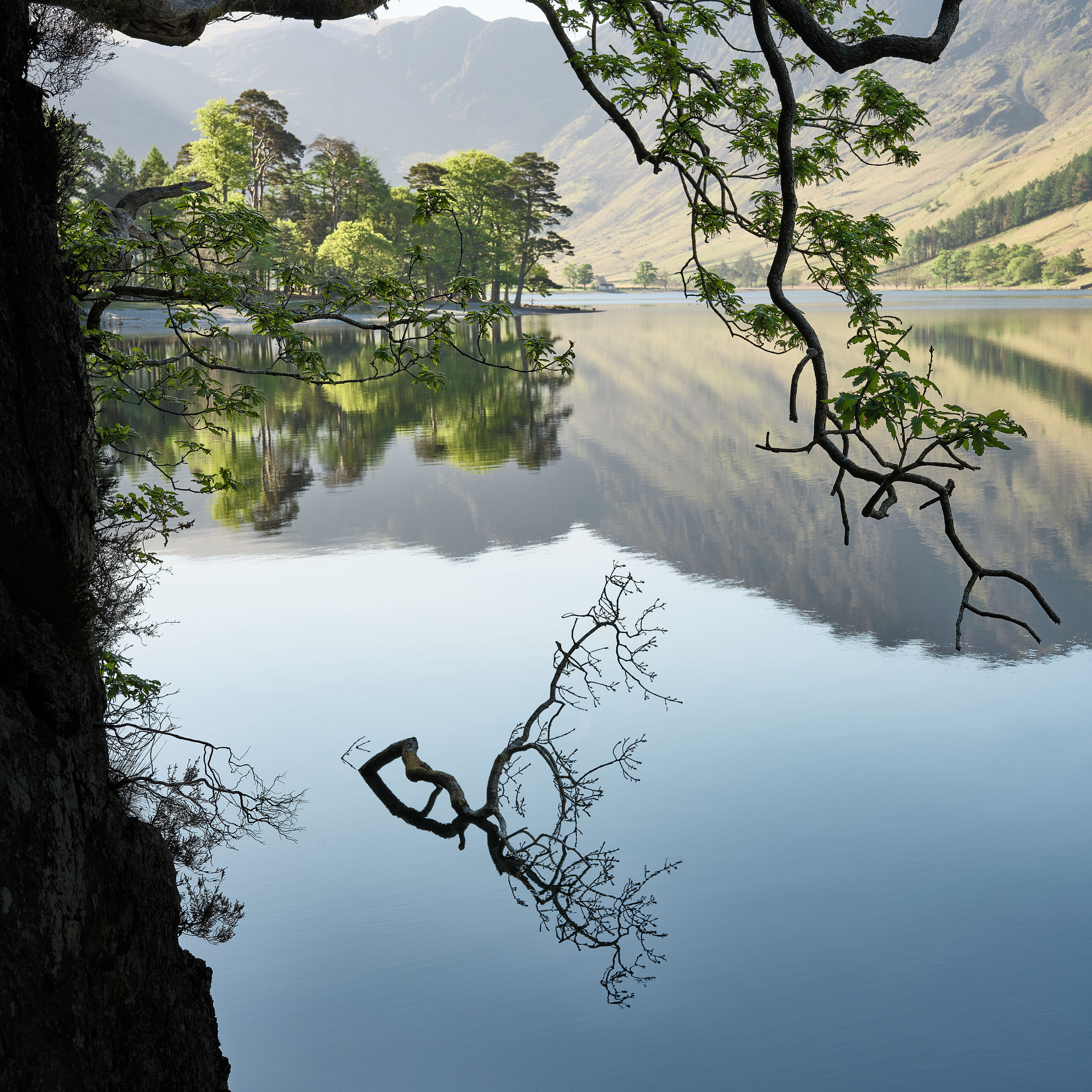 A fallen branch and its reflection in Buttermere, framed by a dark tree trunk on the left and leafy branches overhead, with sunlit trees and mountains reflected across the lake.